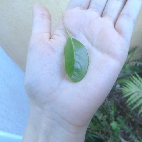 naturespedia